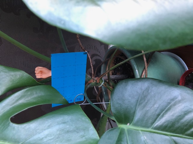 Blue sticky card in monstera