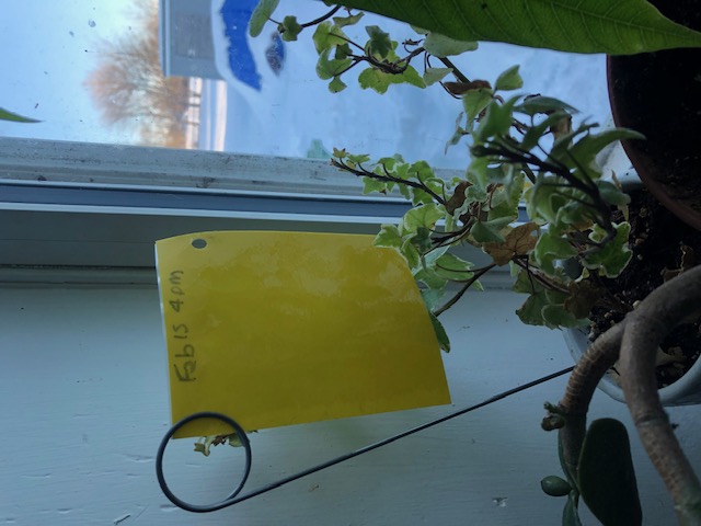 Yellow sticky card in english ivy