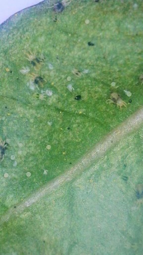 bugs