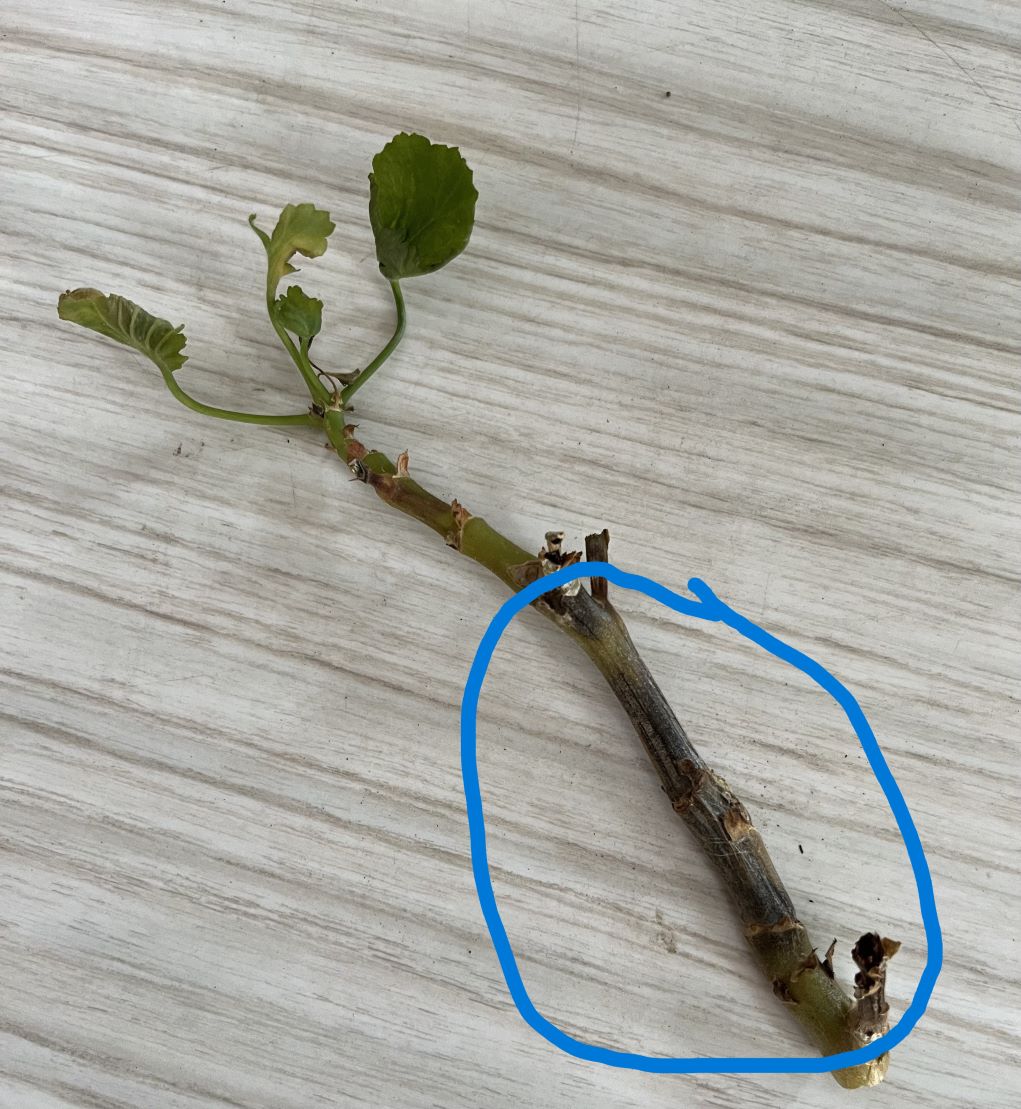 Attachment BlackStemRot.jpg