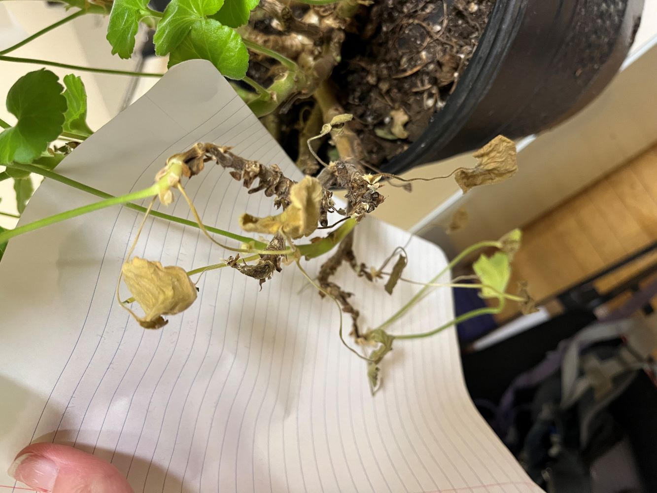 Attachment BrownStemRot1.jpg