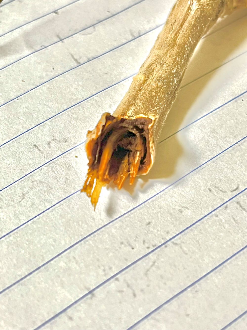 Attachment BrownStemRot2.jpg