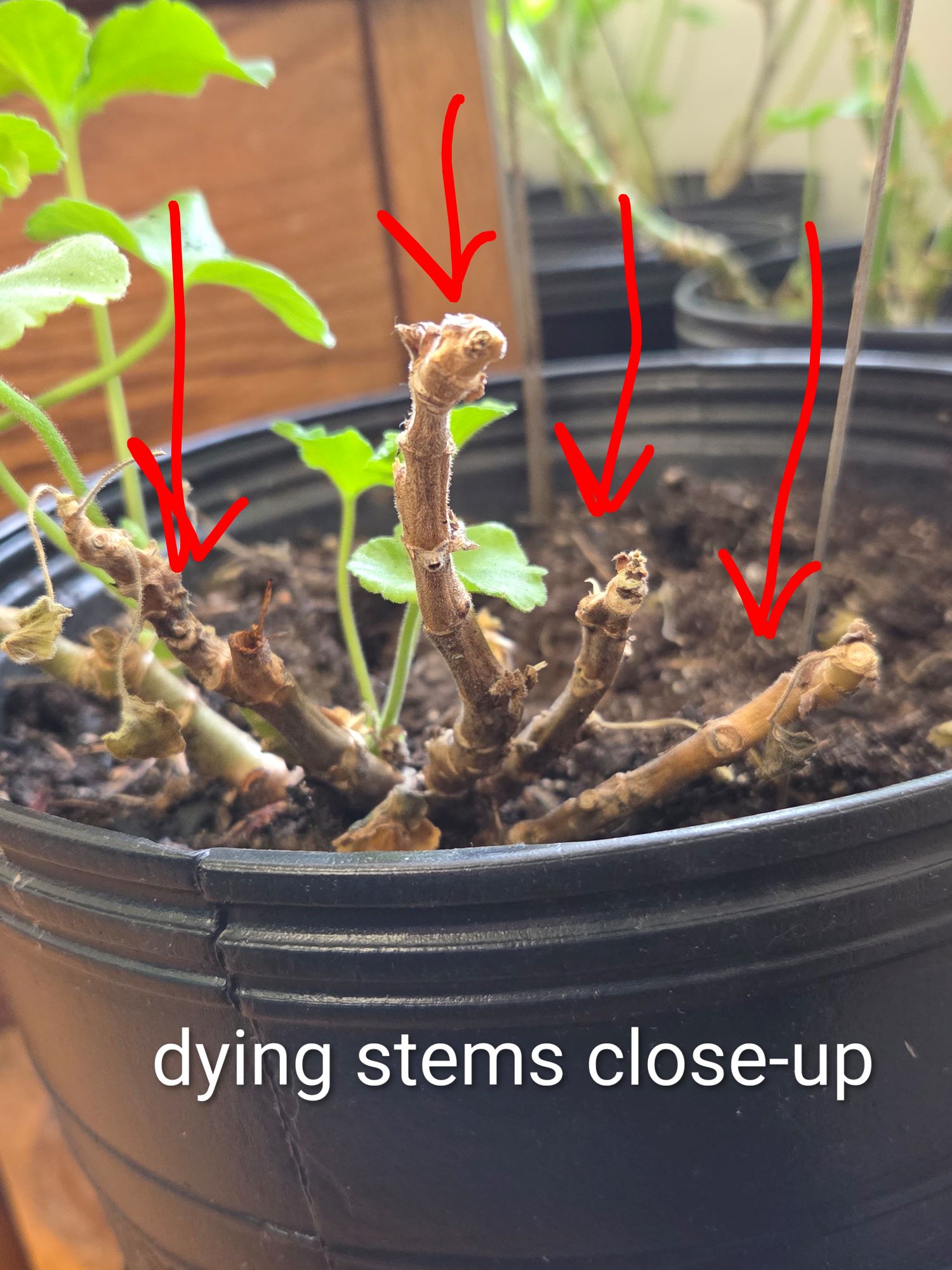 Attachment Dieback.jpg