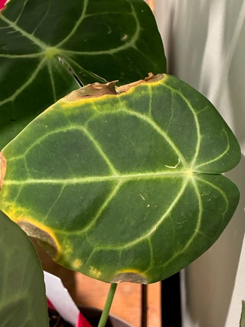 Attachment Alocasia 2.jpg