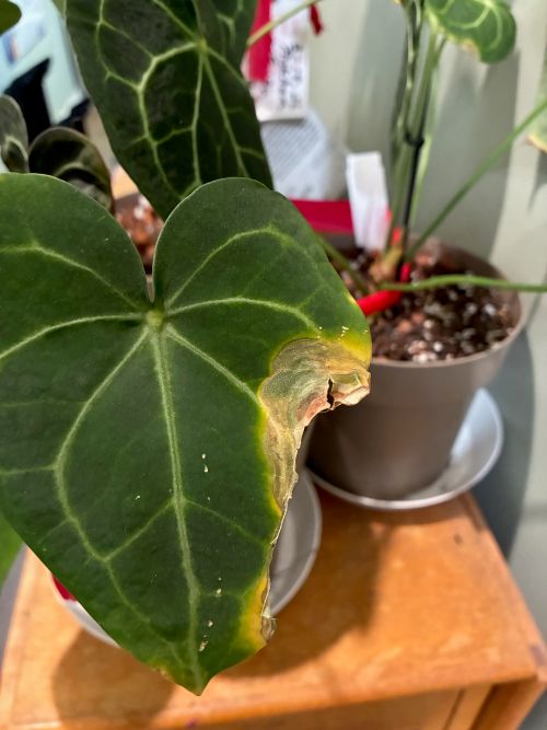 Attachment Alocasia.jpg