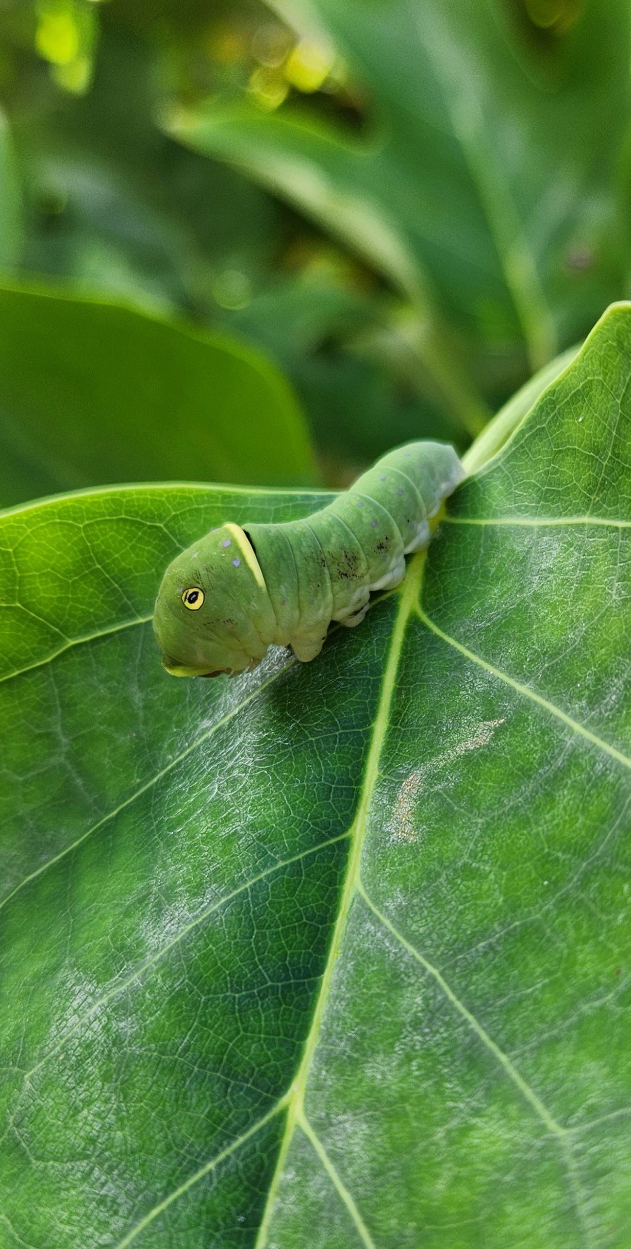 Attachment EasternTigerSwallowTail.jpg