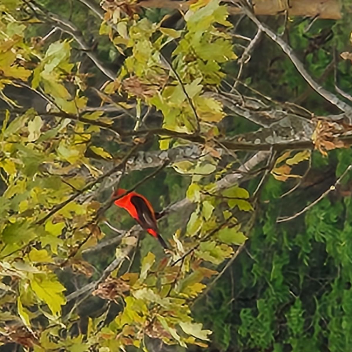 Attachment ScarletTanager.jpg