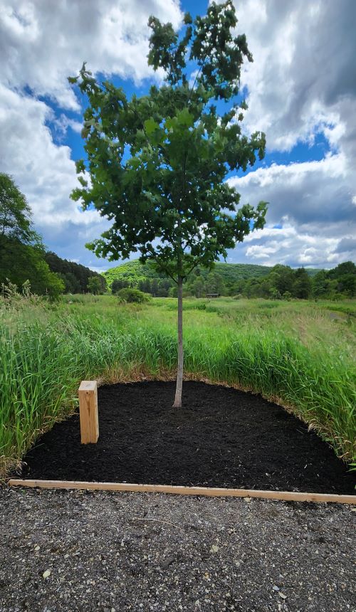 Attachment specimen Tree.jpg