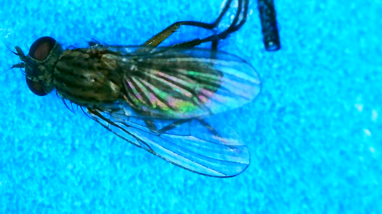 Attachment Fly on sticky card.jpg