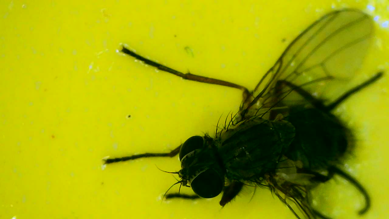 Attachment Fly on yellow sticky card.jpg