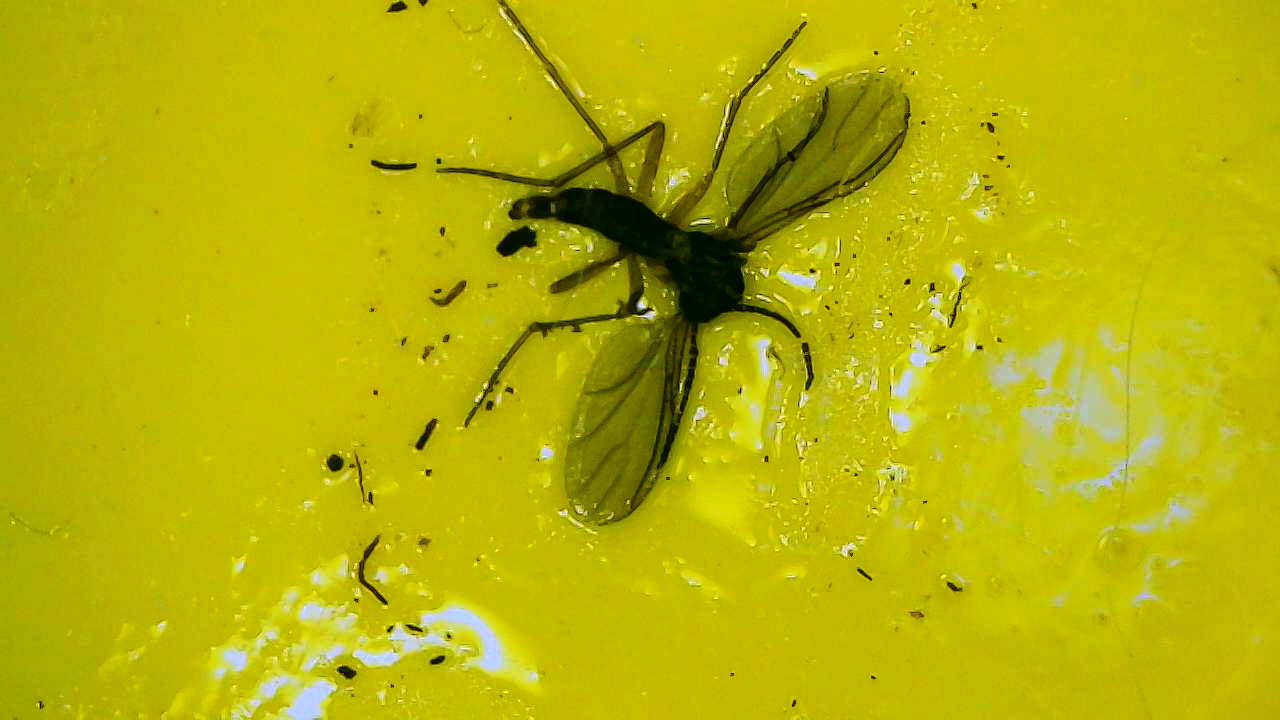 Attachment Fungus gnat on sticky card.jpg