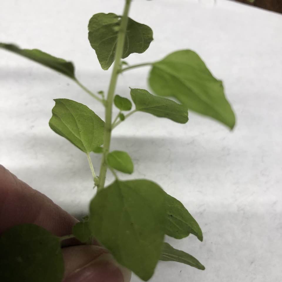 Attachment Weed stem and leaves.jpg