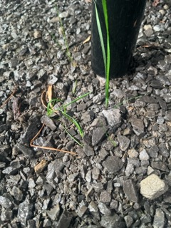 Attachment IMG_3857 Small.jpeg