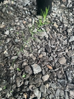 Attachment IMG_3859 Small.jpeg