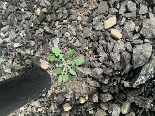 Attachment IMG_3860 Small.jpeg