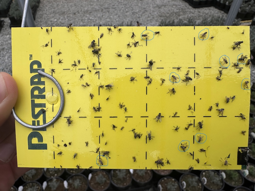 Attachment Hunter flies.jpeg