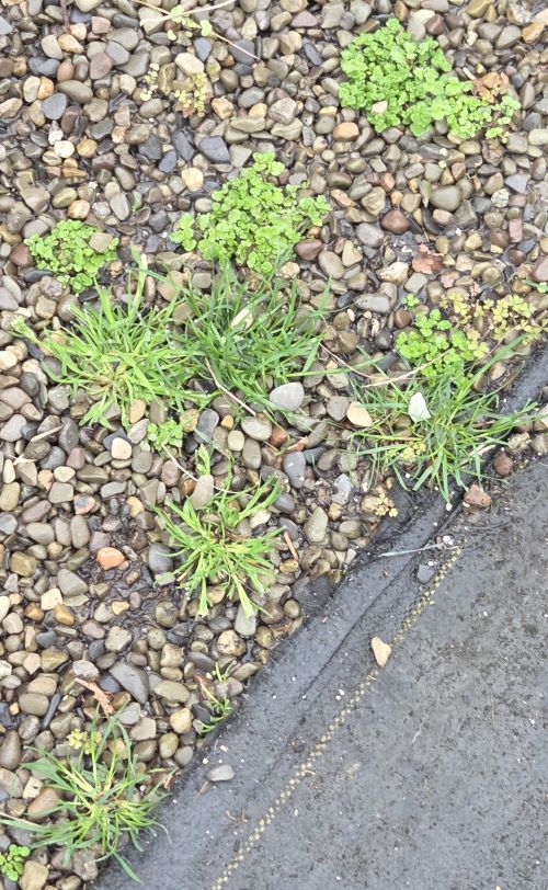 Attachment BlueGrassChickweed.jpg