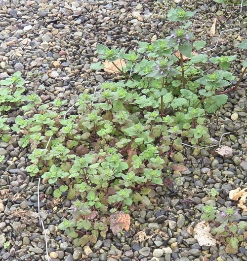Attachment DeadNettle.jpg