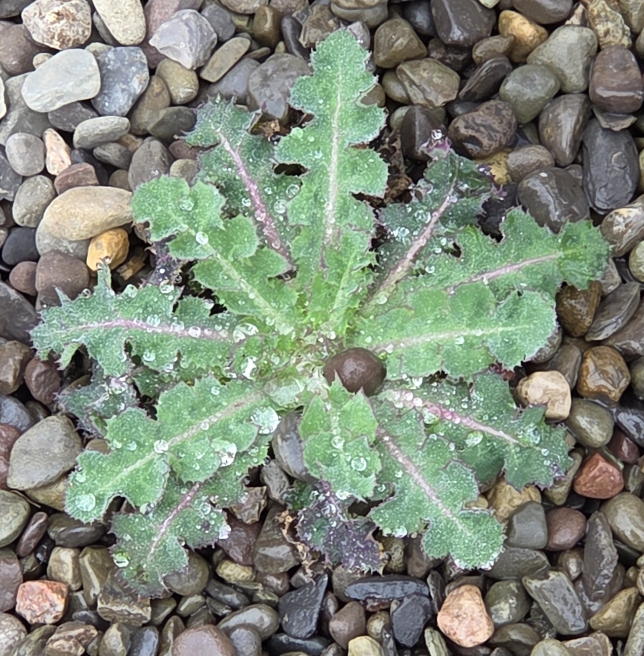 Attachment SowThistle.jpg