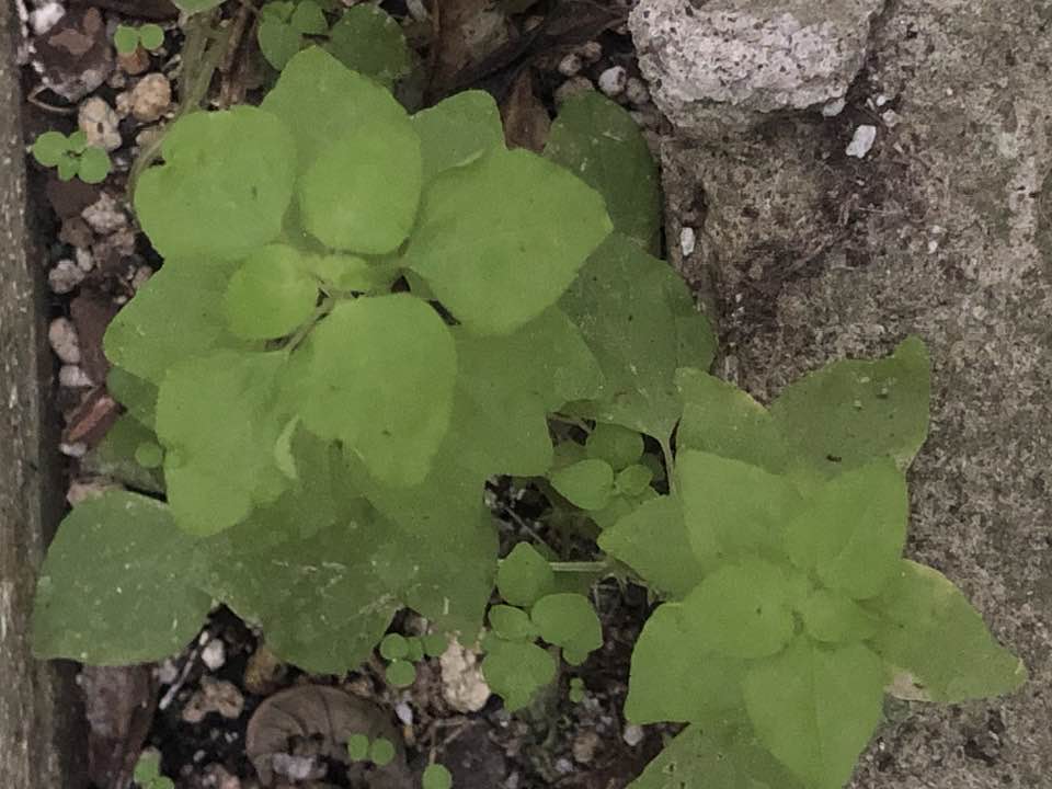 Overhead shot of weed in greenhouse at edge of concrete floor.