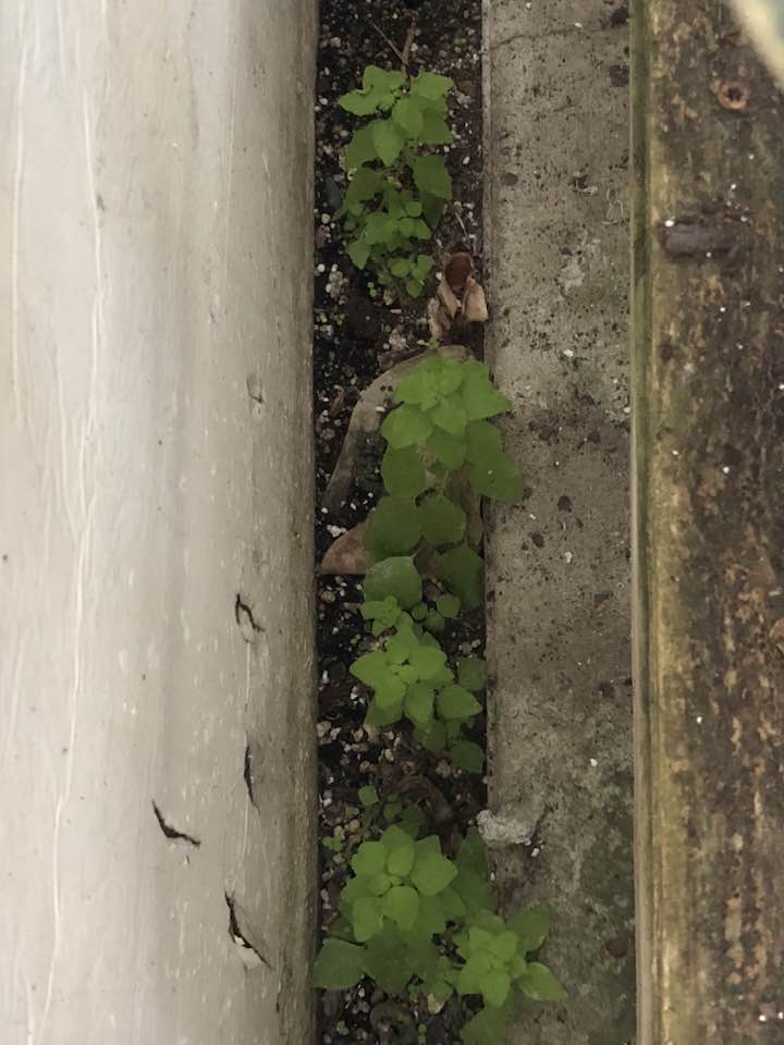 Weed seedling on edge of concrete greenhouse floor.