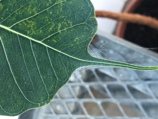 spider mites