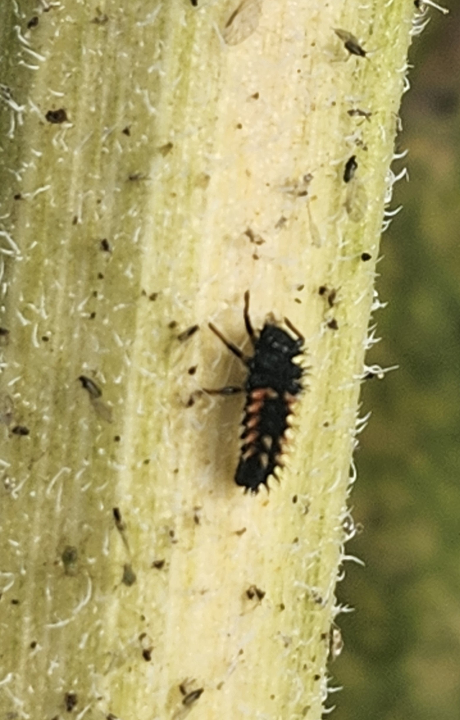 Attachment Cropped ladybug larvae-v2.jpg