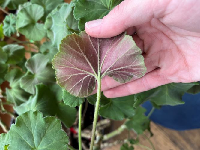 Attachment PurpleLeaf.jpg