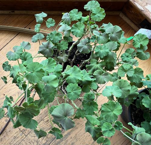 Attachment PurpleLeaves.jpg