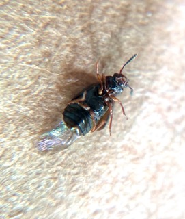 Attachment IMG_3927 Small.jpeg