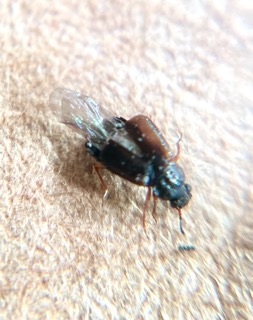 Attachment IMG_3928 Small.jpeg