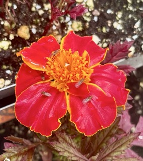 Attachment IMG_3929 Small.jpeg