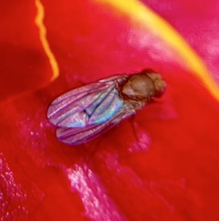 Attachment IMG_3930 Small.jpeg