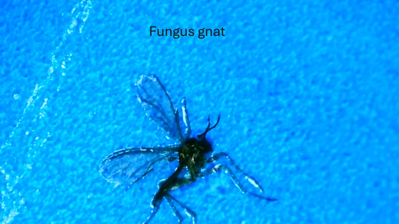 Attachment Fungus gnat on sticky card.JPG