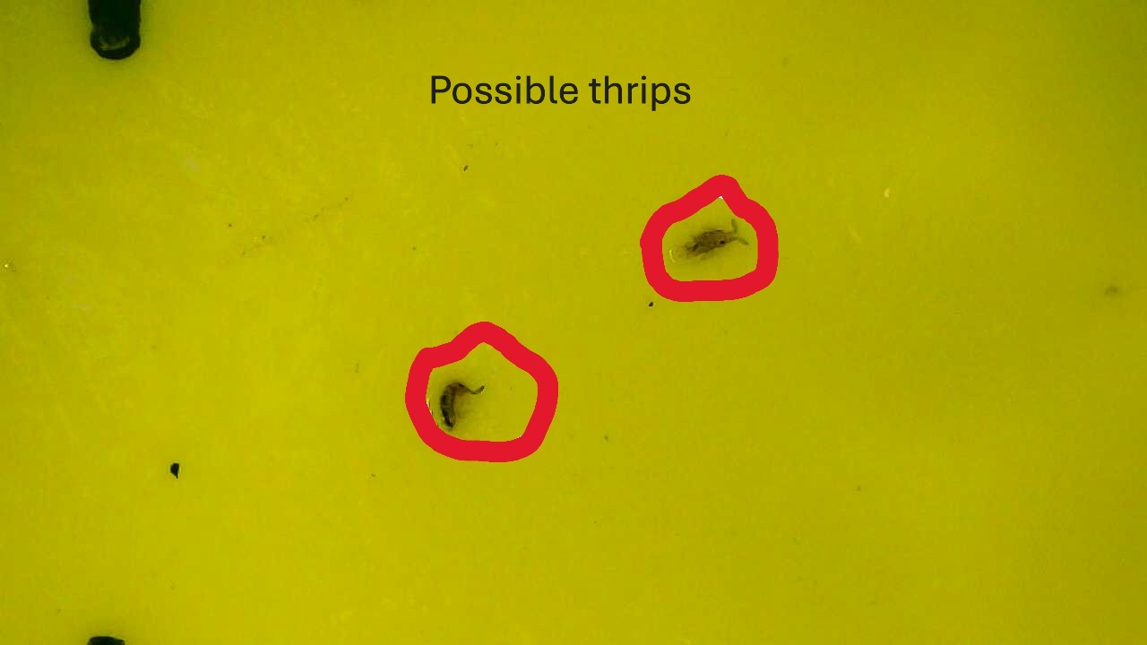 Attachment Thrips on sticky card 2.JPG