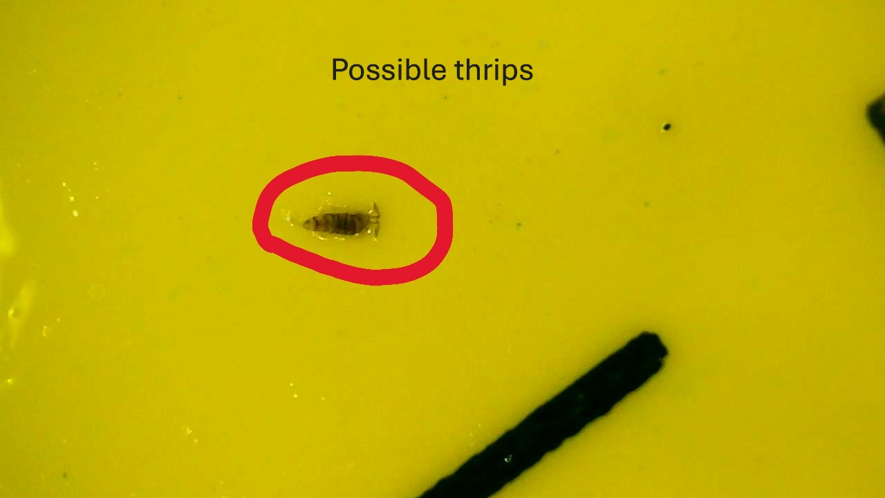Attachment Thrips on sticky card maybe.JPG