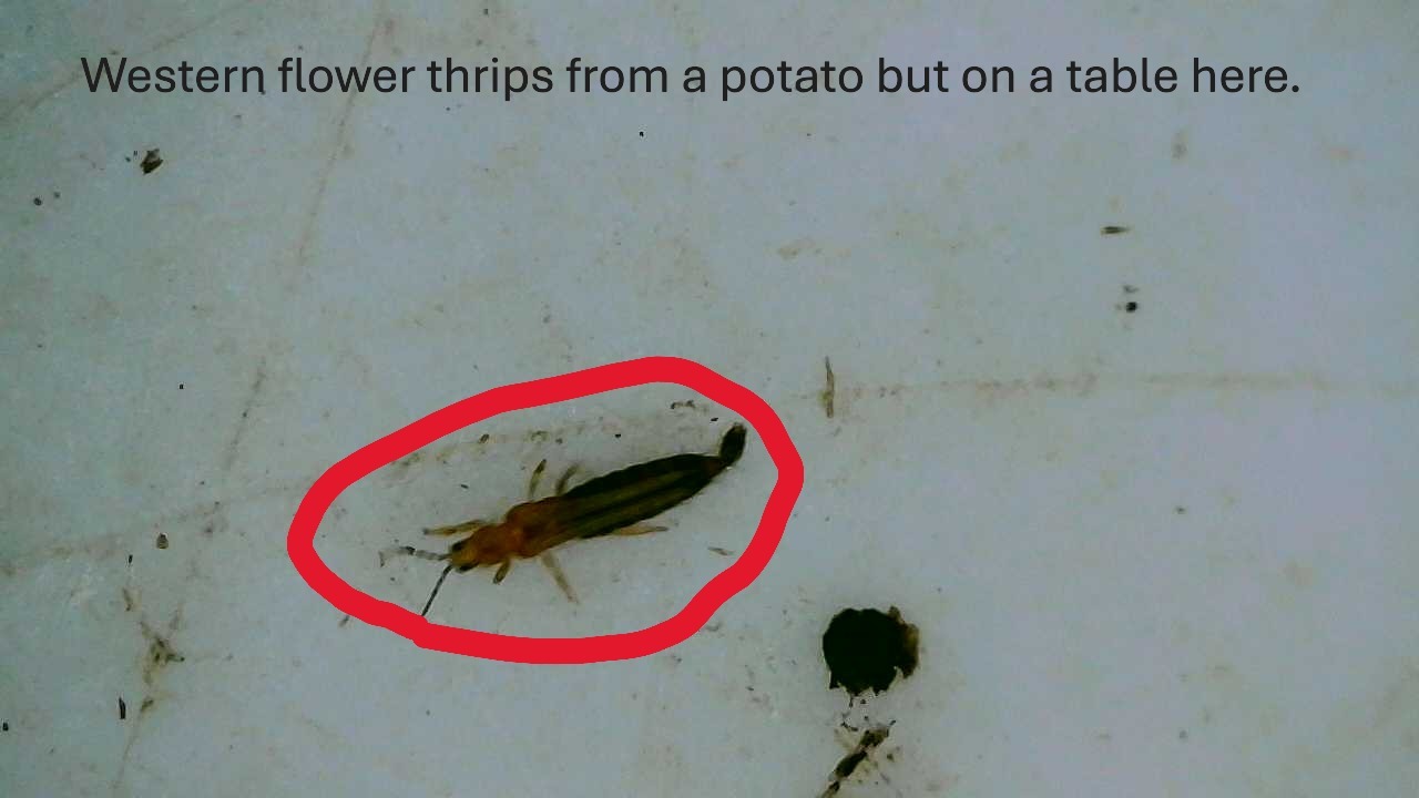 Attachment Western flower thrips on potato 2.JPG