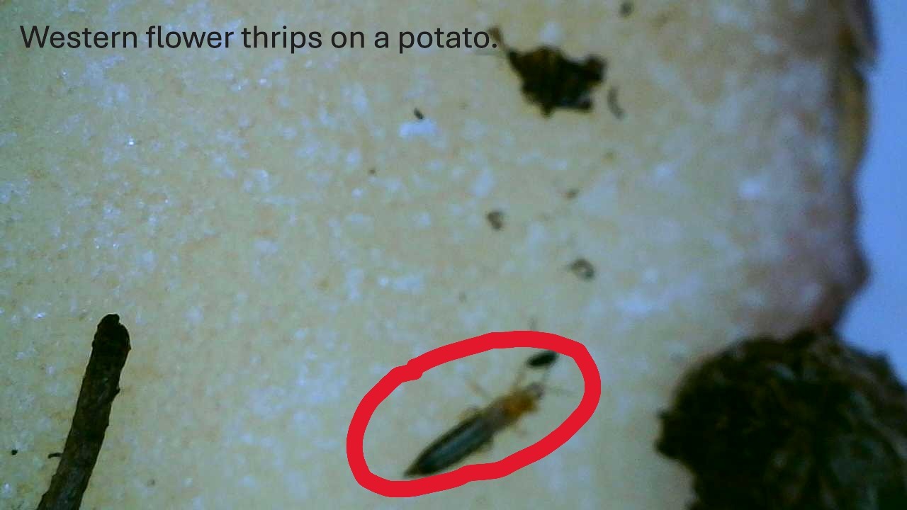 Attachment Western flower thrips on potato.JPG