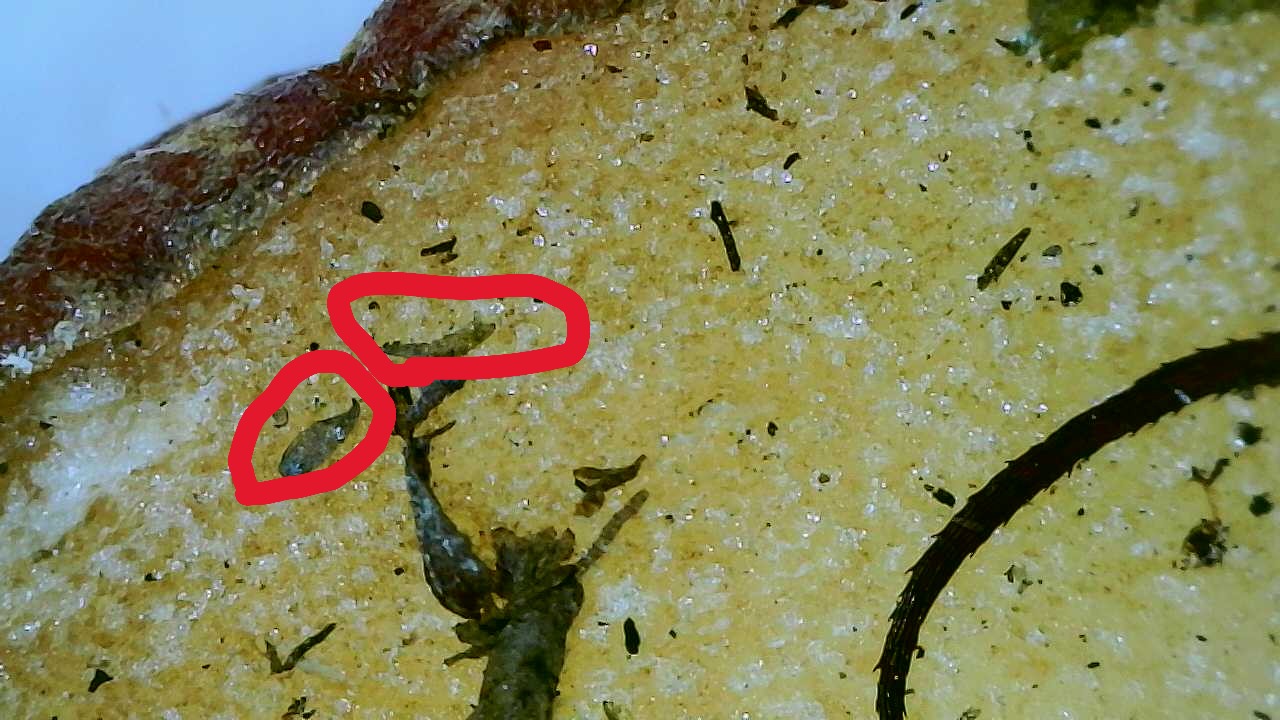 Attachment Fungus Gnat Pupa on  Potato 4.JPG