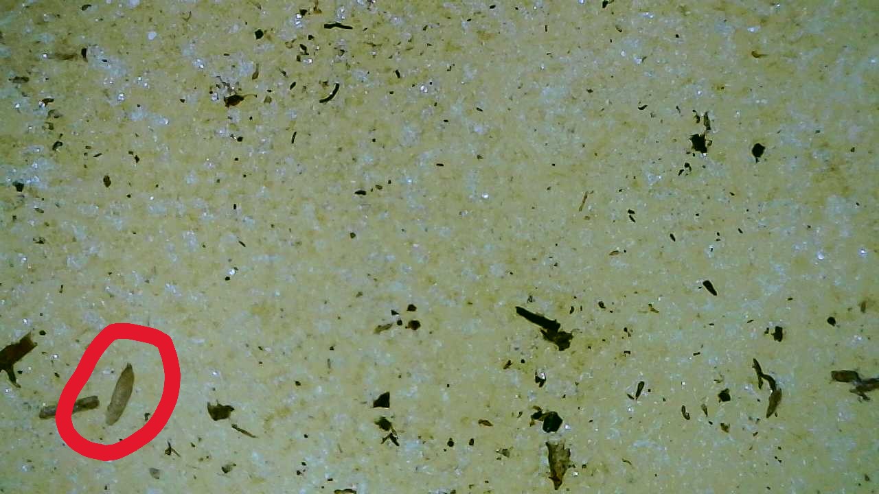 Attachment Fungus Gnat Pupa on Potato 2.JPG