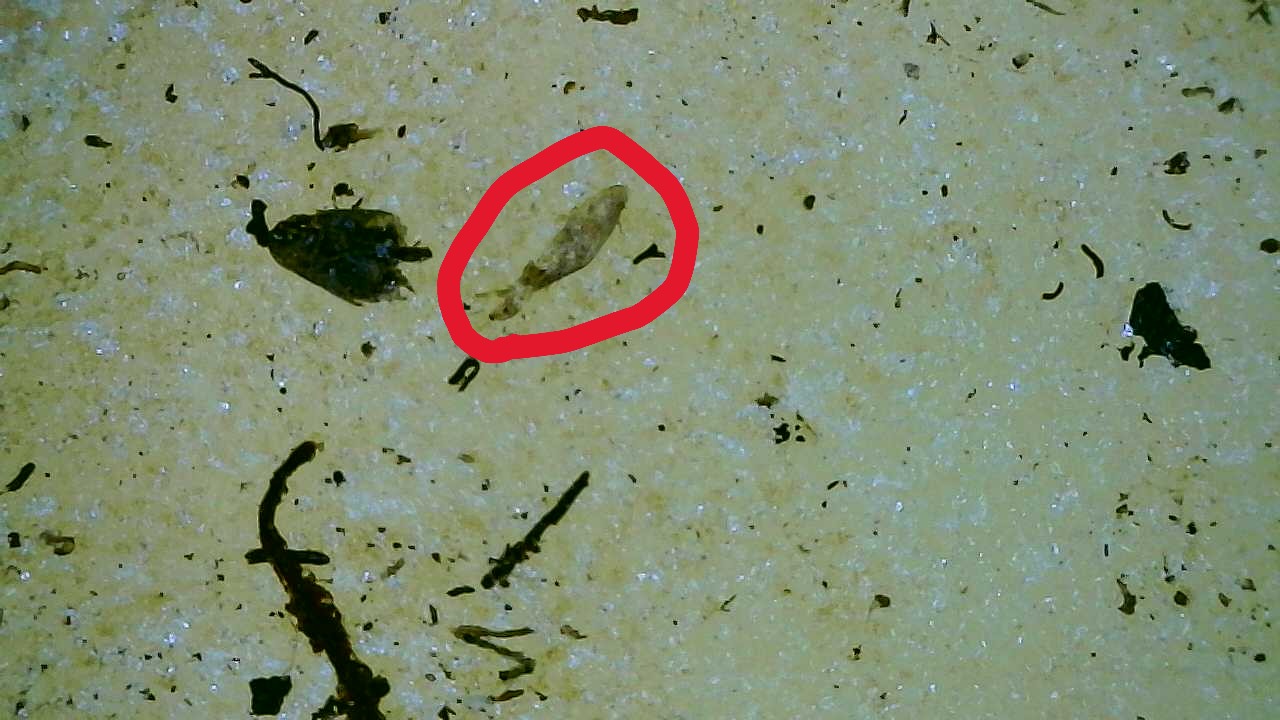 Attachment Fungus Gnat Pupa on Potato 3.JPG