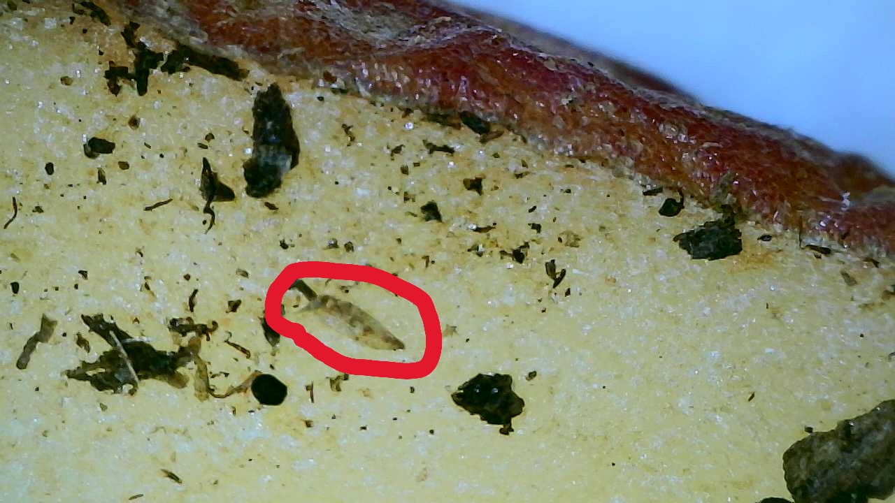 Attachment Fungus Gnat Pupa on Potato.JPG