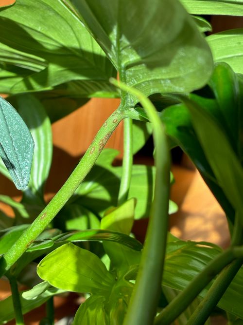 Attachment Florida Green 2.jpg