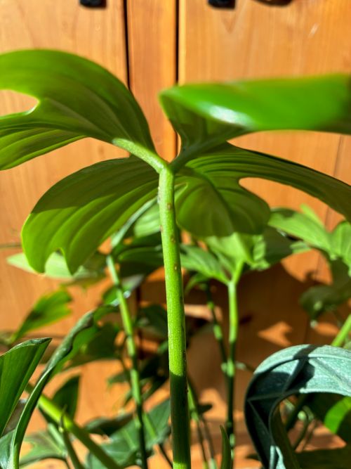 Attachment Florida Green.jpg