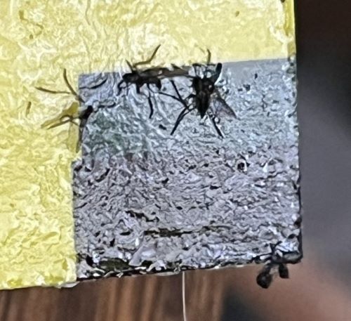 Attachment fungusGnat.jpg