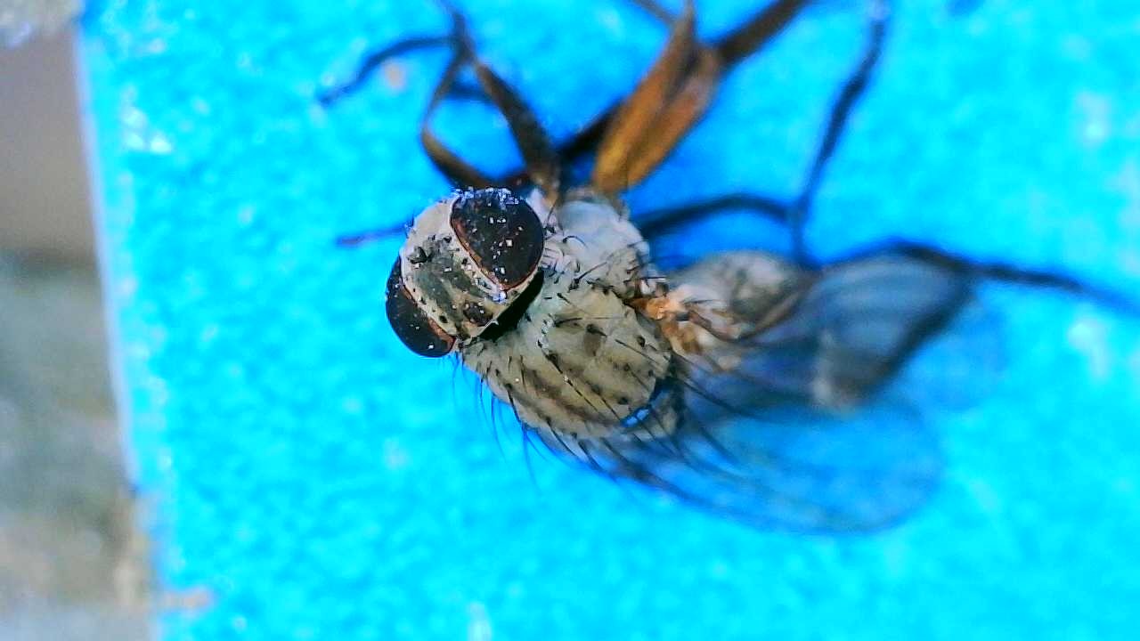 Attachment Fly on Blue Sticky Card 2.JPG