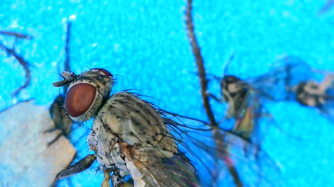 Attachment Fly on Blue Sticky Card 3.JPG