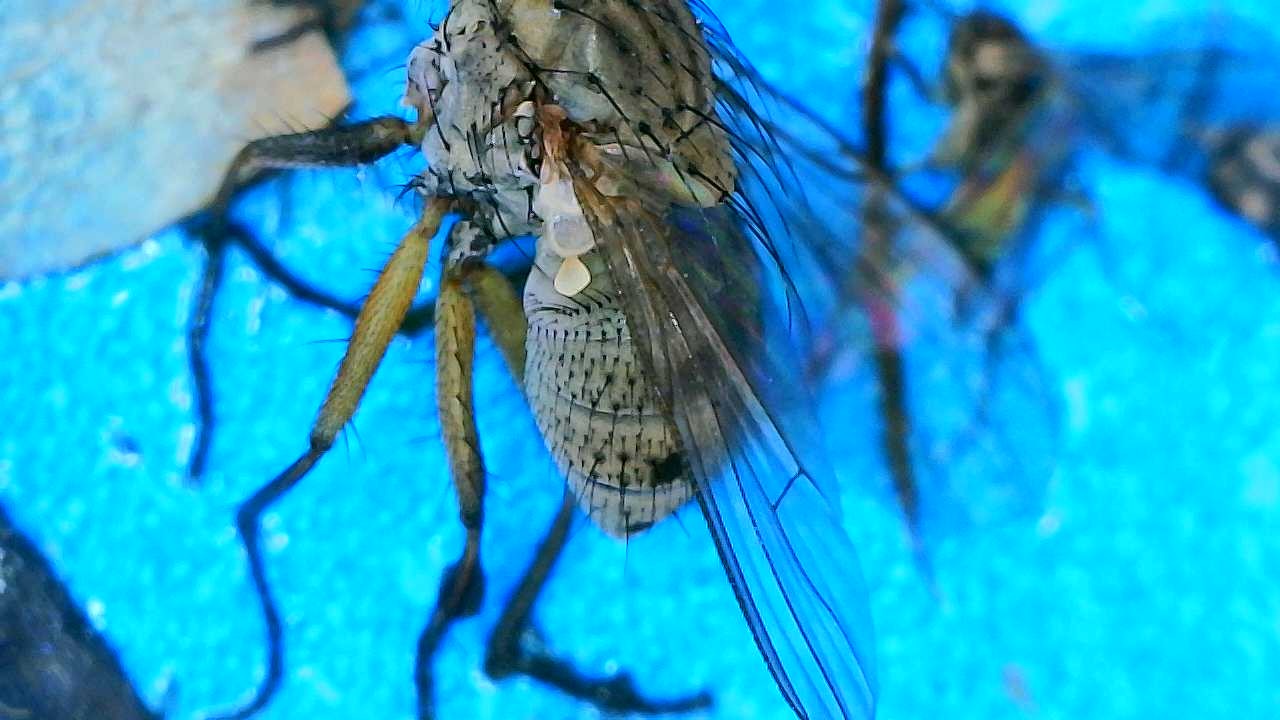 Attachment Fly on Blue Sticky Card 4.JPG