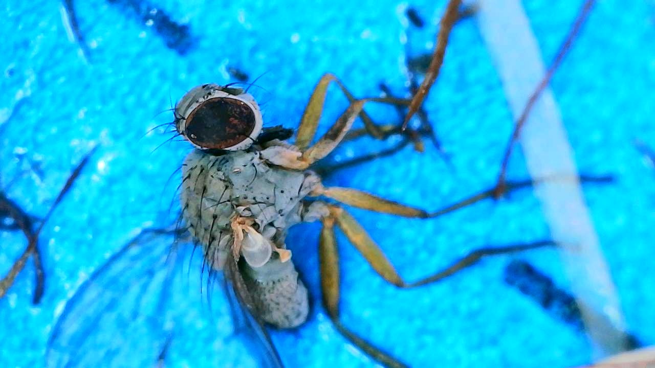 Attachment Fly on Blue Sticky Card 5.JPG