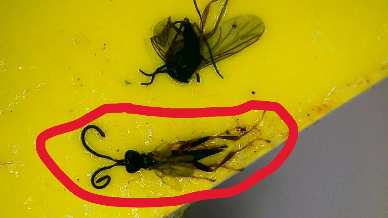 Attachment Parasitic Wasp on Sticky Card.JPG